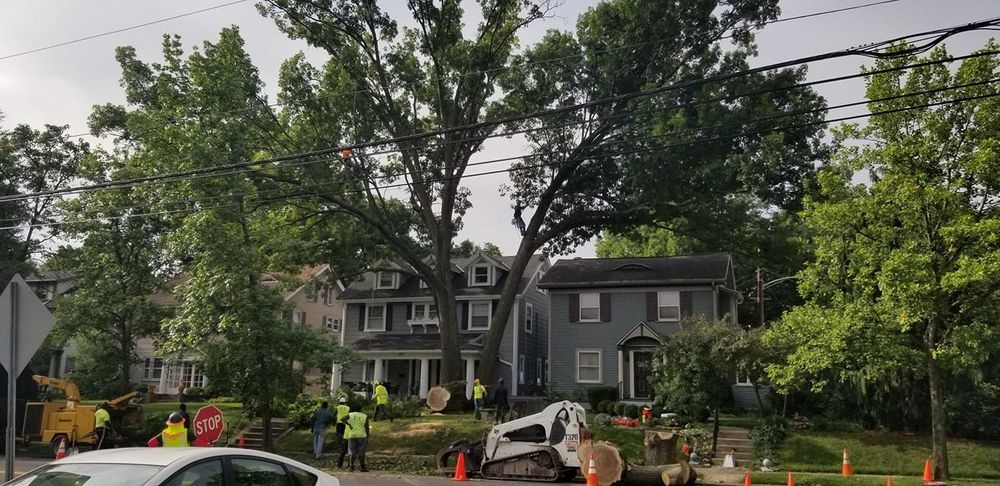 Tree Trimming and Removal for F & F Tree Service in Beavercreek, OH