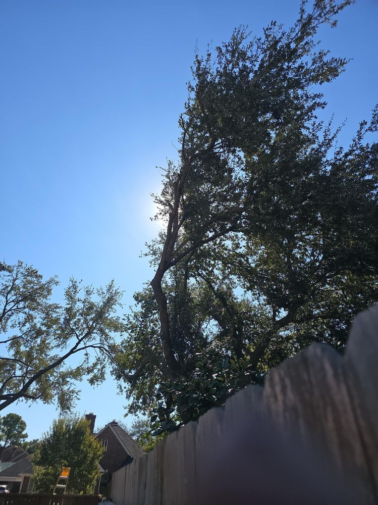 All Photos for Servin's Tree Care  in Houston, TX