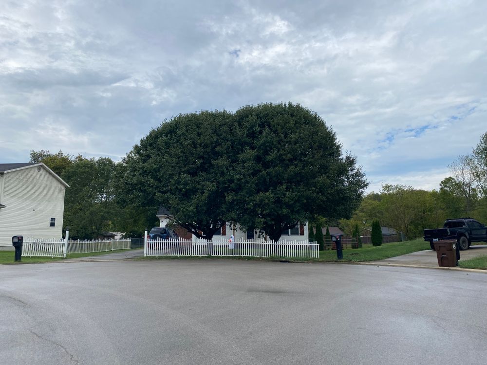 All Photos for Houtz Tree Service in Lexington, KY