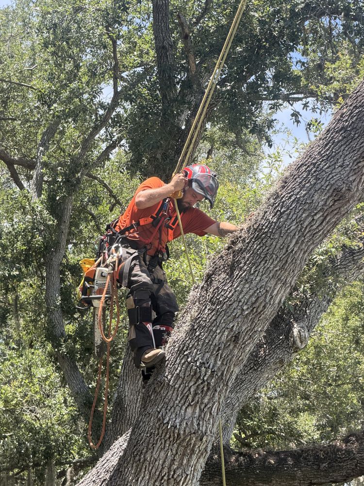 Damian’s Tree Care team in Sarasota, FL - people or person