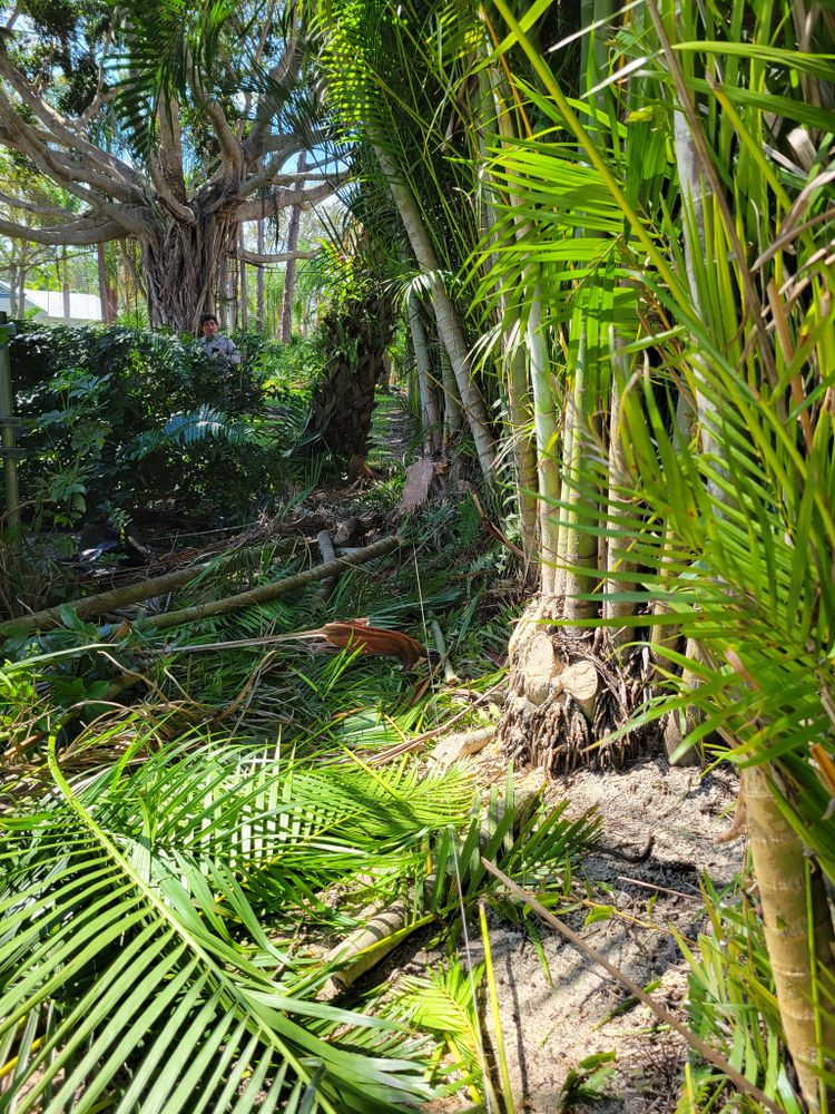 All Photos for L & J Palm Tree & Lawn Care Services in Jupiter, FL