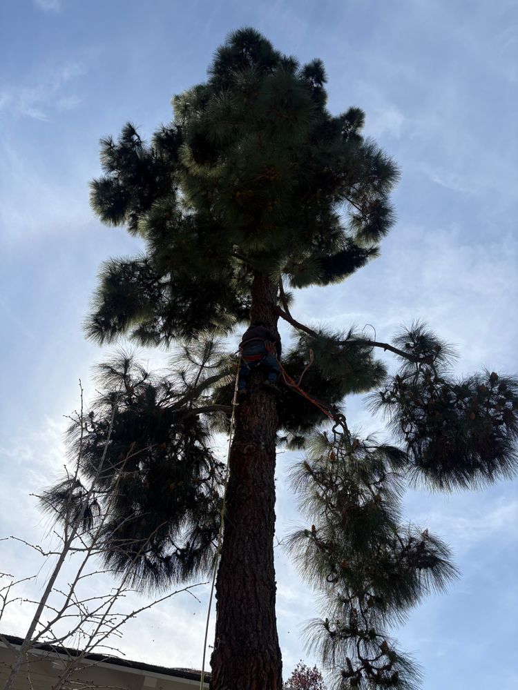 All Photos for Herreras Land Service in San Diego, CA