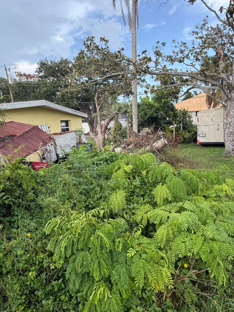 Tree Removal for Damian’s Tree Care in Sarasota, FL