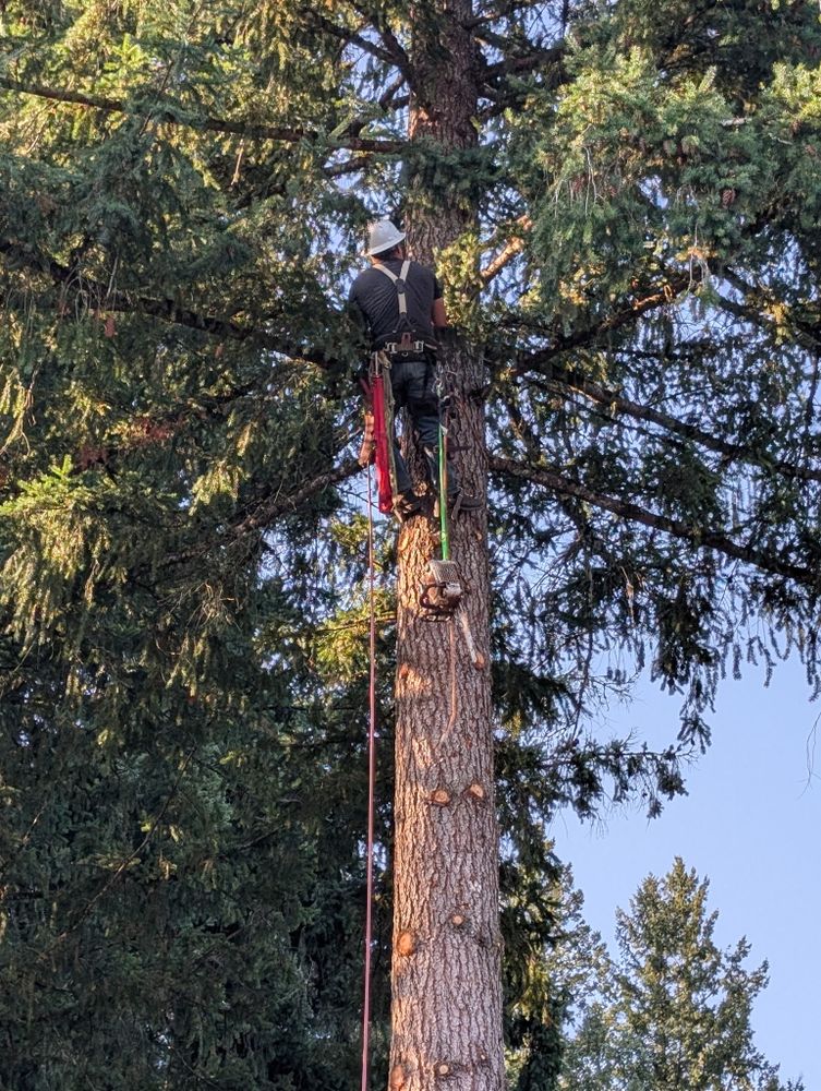 All Photos for Clippys Tree Pros in Stayton, OR