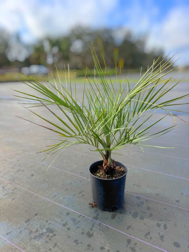 All Photos for Southern Roots Tree Farm in Crystal River, FL