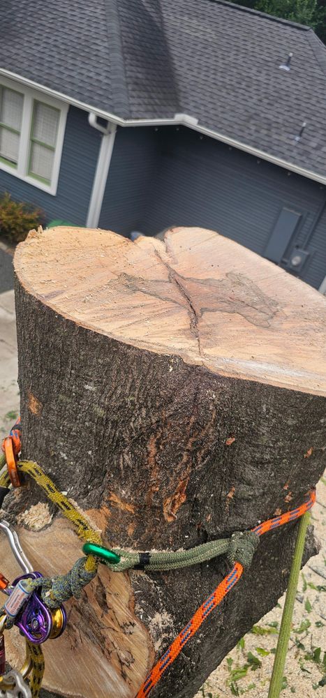 All Photos for Servin's Tree Care  in Houston, TX