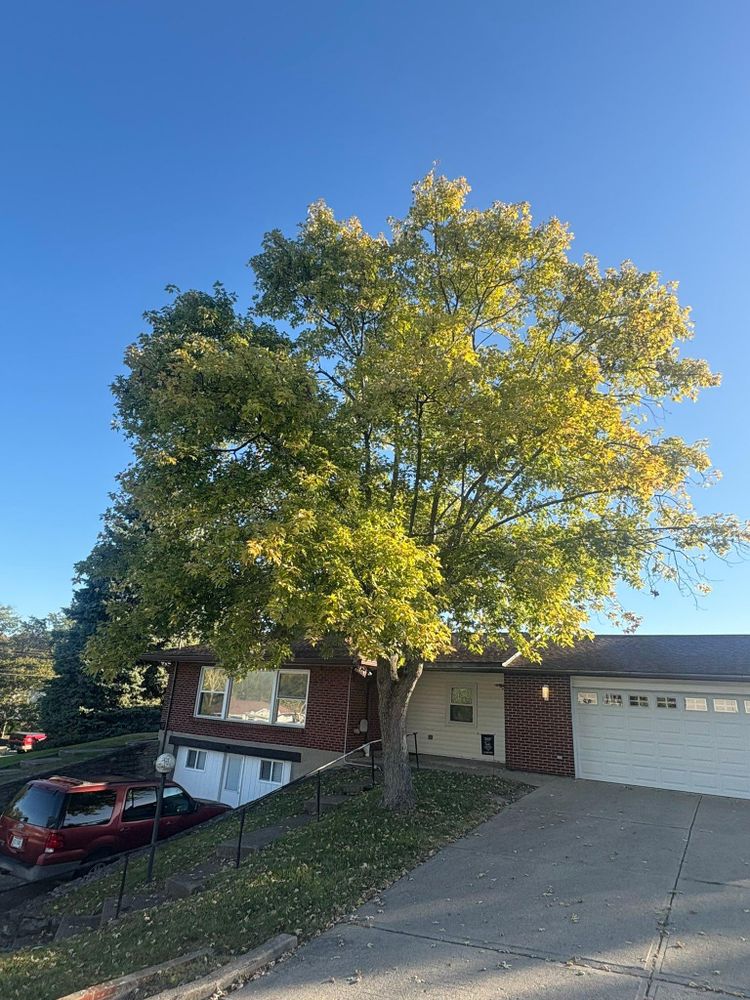 All Photos for Dig-It Tree Company in Mason, OH