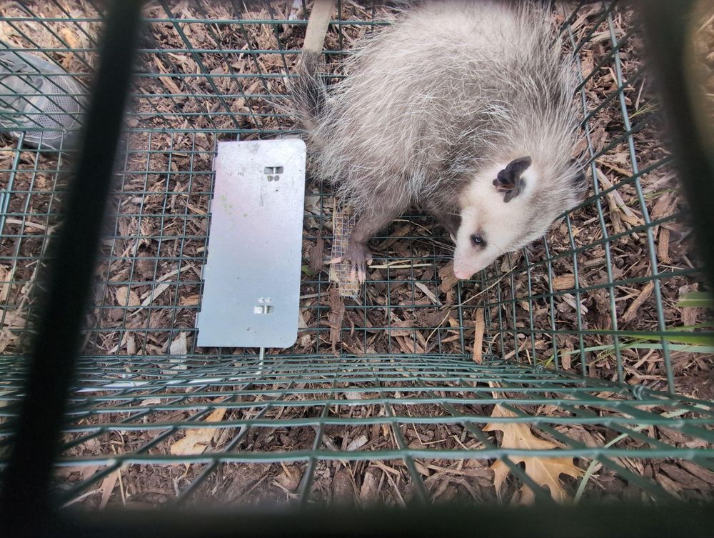 All Photos for Topper's Wildlife Removal in Garland, TX