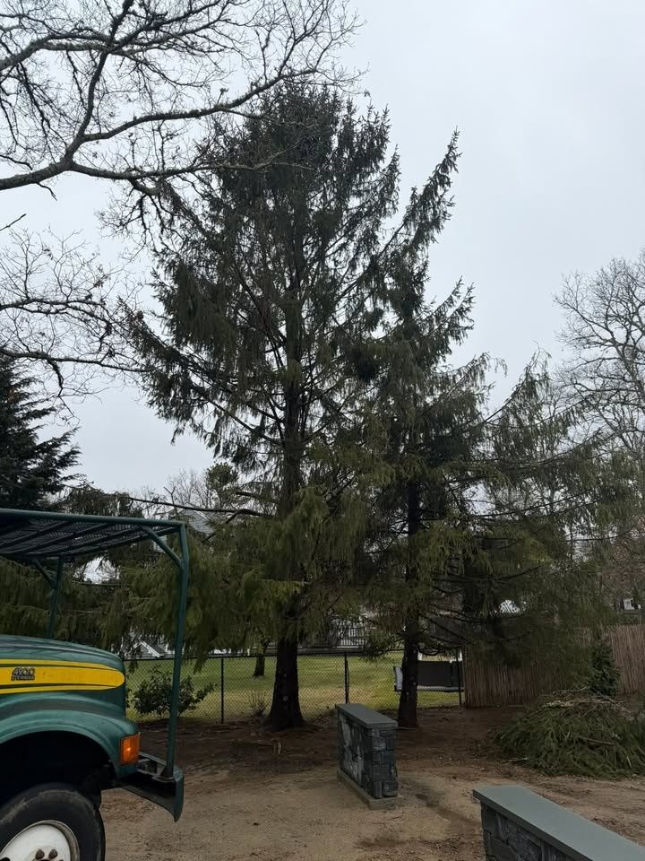 All Photos for Native Roots Tree Service in Cape Cod, MA