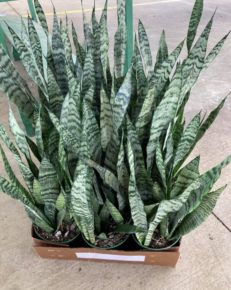 All Photos for S&R Landscaping and Nursery in Charlotte, NC