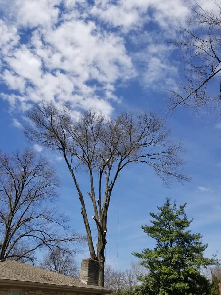 Tree Removal for Lightning Tree Service in Corydon, IN