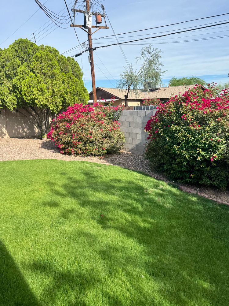 All Photos for Patriot Tree Service in Mesa, AZ