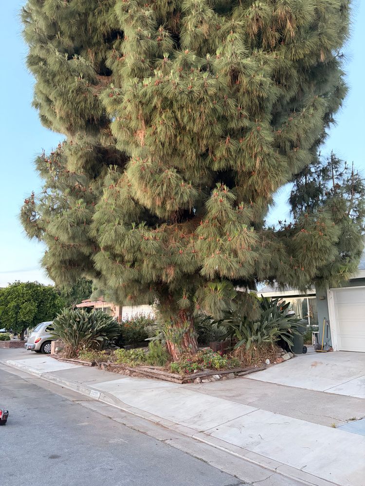 All Photos for JJs Relocation Services in Orange County, CA
