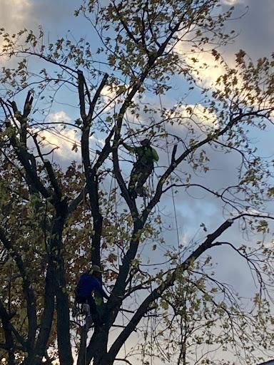 All Photos for Village Tree Service  in Whitestown, IN
