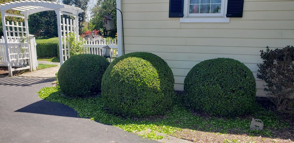Enhance your home's curb appeal with our expert shrub trimming service, ensuring healthy growth and beautifully shaped foliage for a polished landscape. Trust our skilled team to transform your outdoor space effortlessly. for Clean Cut Lawns & Landscaping in Dickerson, MD