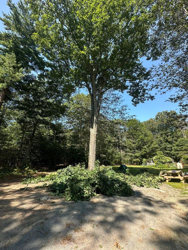 All Photos for Silver City Tree and Landscape in Taunton, MA