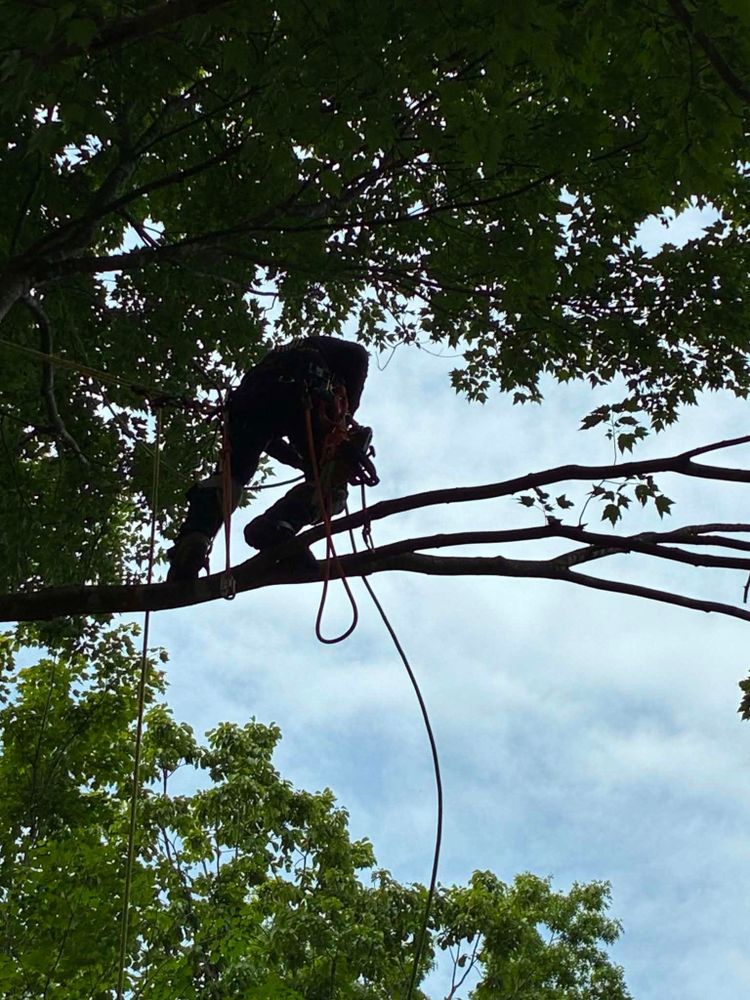 All Photos for Skys The Limit Tree Management in Morehead, KY