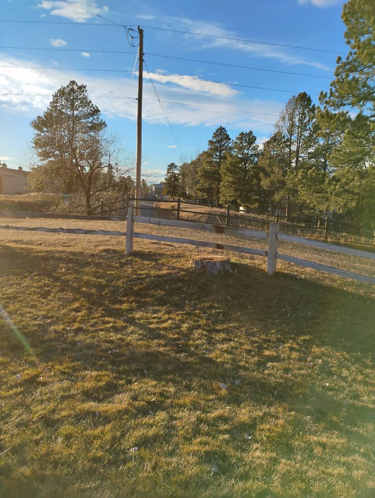 All Photos for Sloan Tree Service in Aurora, CO