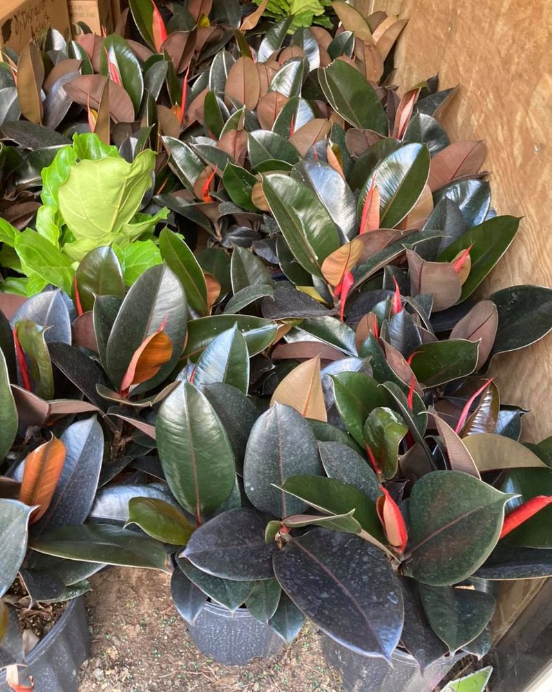 All Photos for S&R Landscaping and Nursery in Charlotte, NC