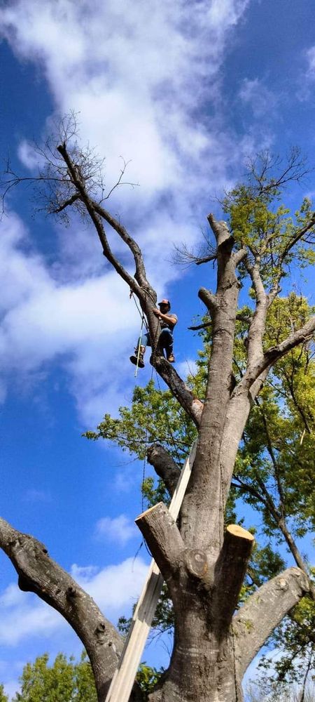 J&S Tree Services  team in Quitman,  TX - people or person