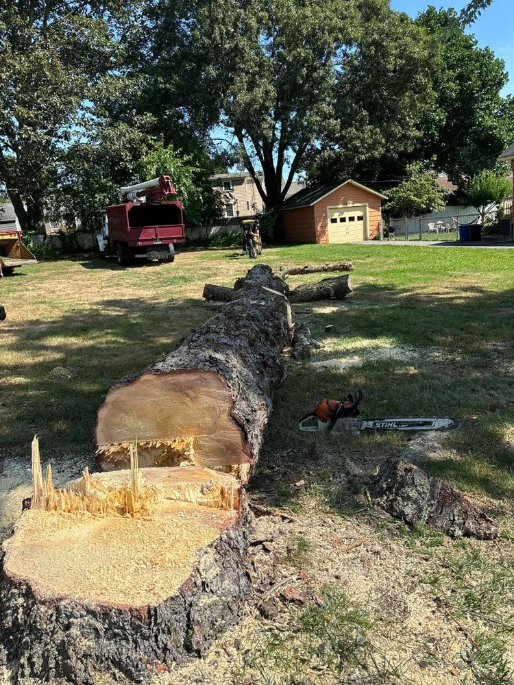 All Photos for Dwights Tree Service LLC in Middleborough, MA