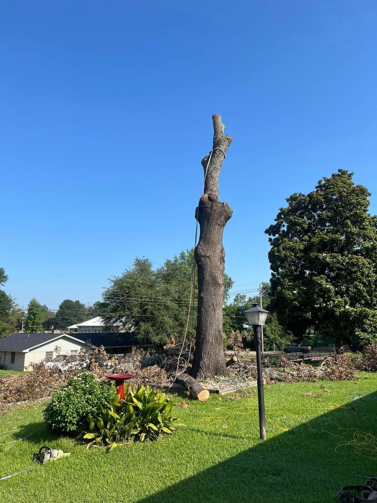 All Photos for JC Land and Tree Service in Kilgore, TX