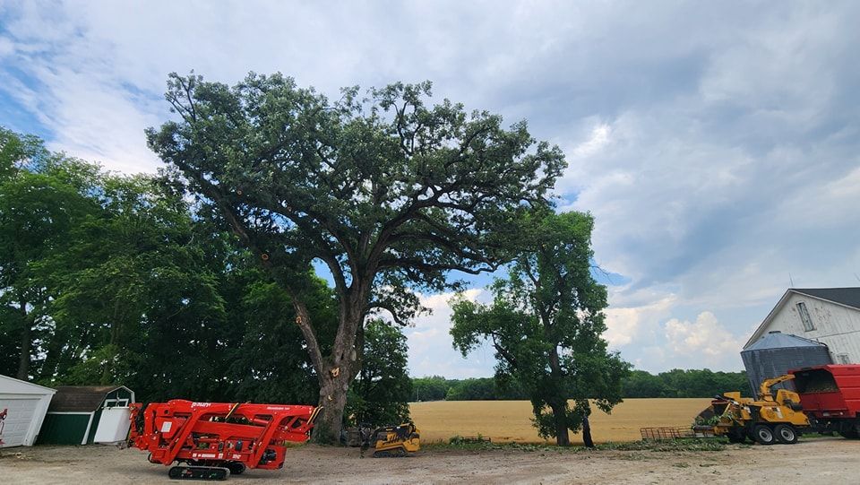 Tree Trimming and Removal for F & F Tree Service in Beavercreek, OH