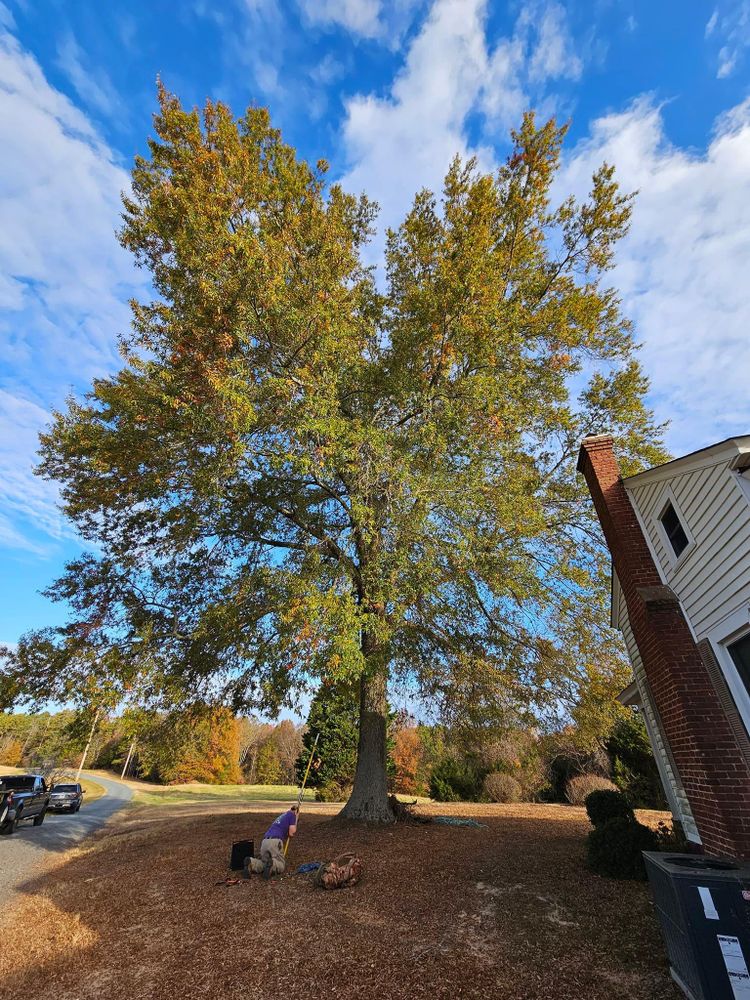 All Photos for Preserve A Tree LLC in  Mount Pleasant, North Carolina