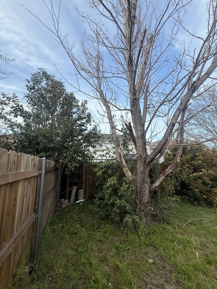 All Photos for Blu-J Tree Care in Arlington, TX