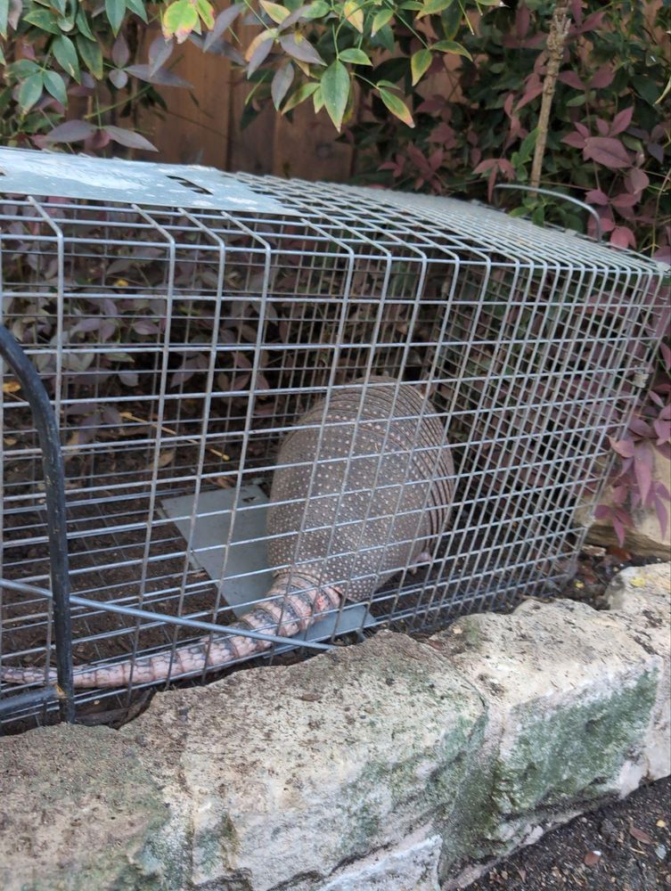 All Photos for Topper's Wildlife Removal in Addison, TX