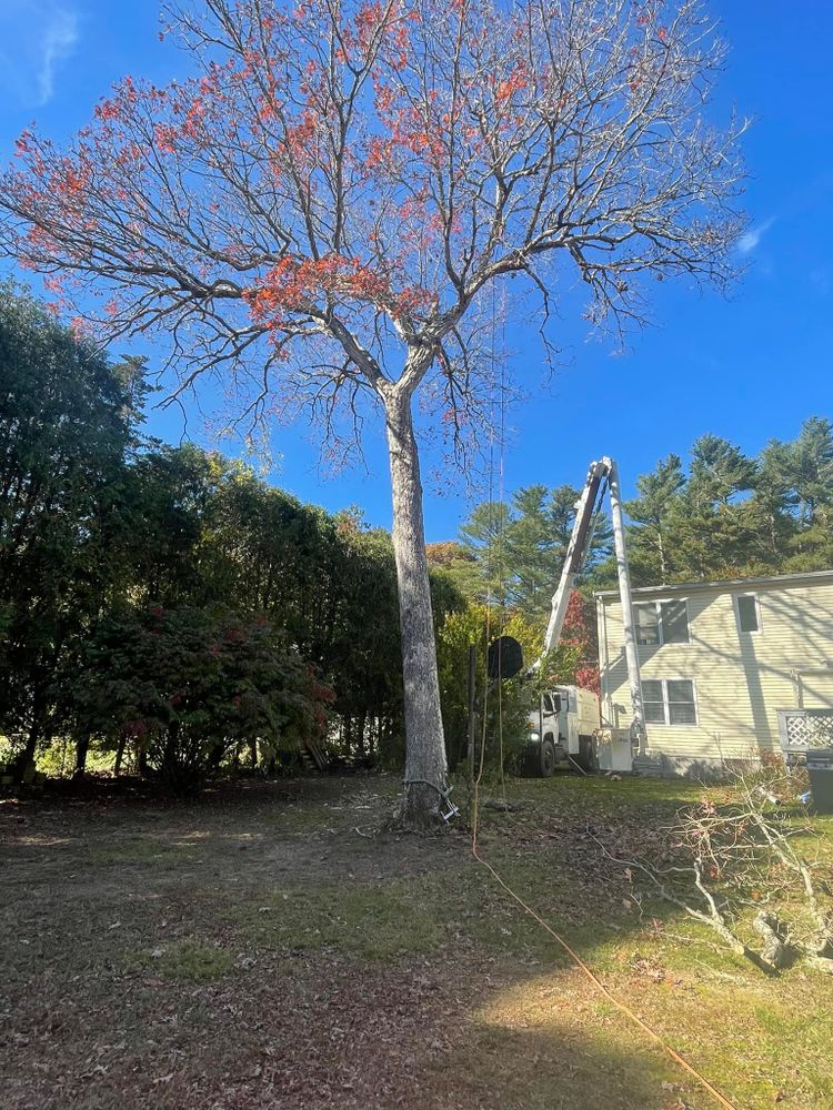 Enhance your home's curb appeal with our expert shrub trimming service, ensuring healthy growth and impeccable shape. Trust our skilled professionals to maintain the beauty and vitality of your landscape effortlessly. for Robery's Tree Service in West Wareham, MA