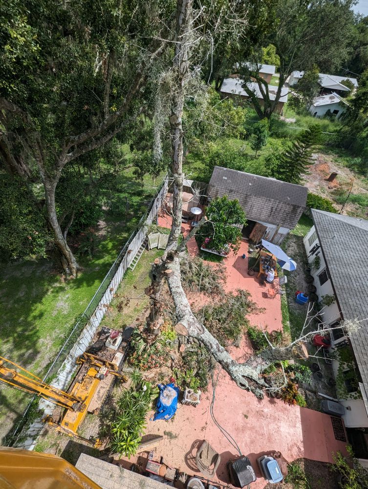 All Photos for Regal Tree Service and Stump Grinding in Wauchula, FL