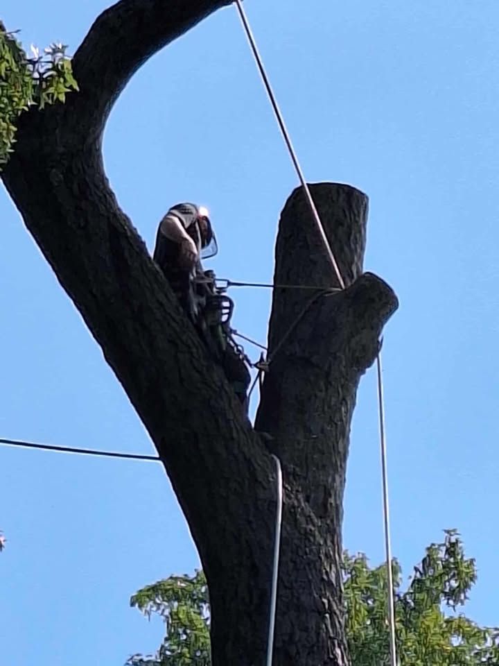 All Photos for Highborn Tree Service in Wheatfield, IN