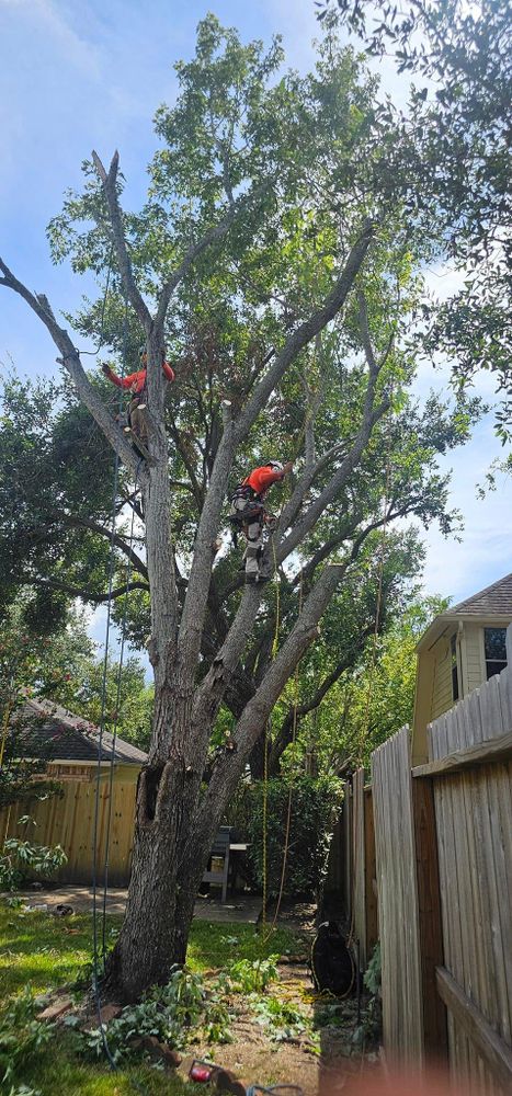 All Photos for Servin's Tree Care  in Houston, TX