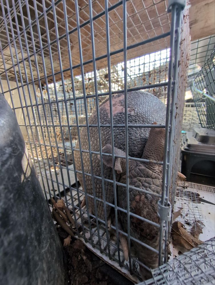 All Photos for Topper's Wildlife Removal in Garland, TX