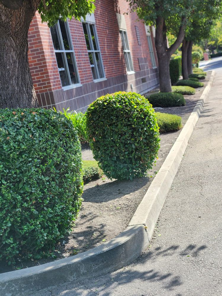 Landscaping for Vargas LANSCAPE LLC in Stockton, CA