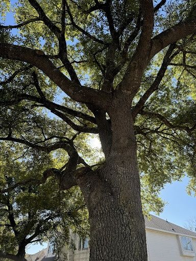 All Photos for Braun Tree Service in Cameron, TX