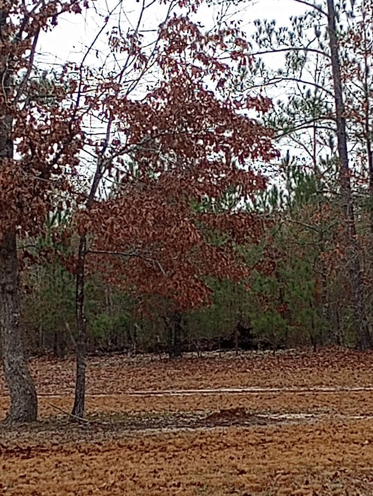 All Photos for Tucker's Tree Service and Stump Grinding in Lugoff, SC