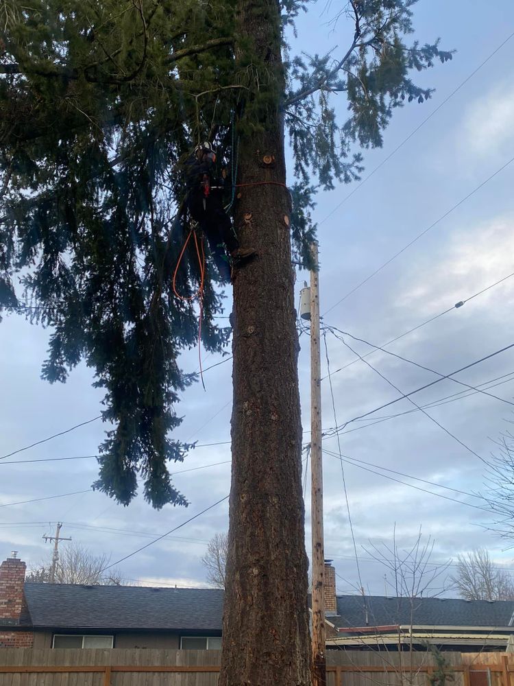 All Photos for Kimberley’s Trees in Saint Maries, ID