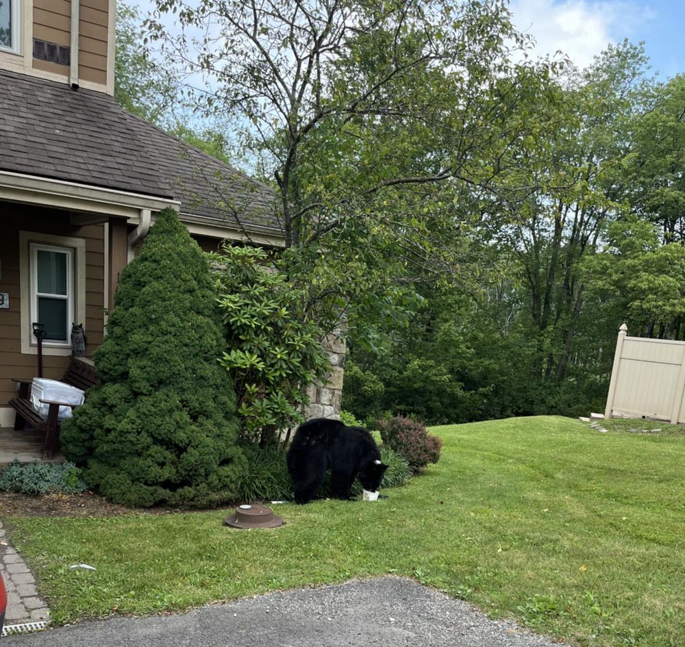 All Photos for A+ Cleaning and Services LLC in Deep Creek Lake, MD 