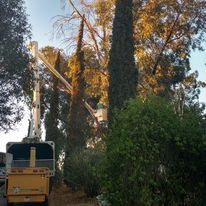 Tree Removal for The Tree Fairy in Ramona, CA