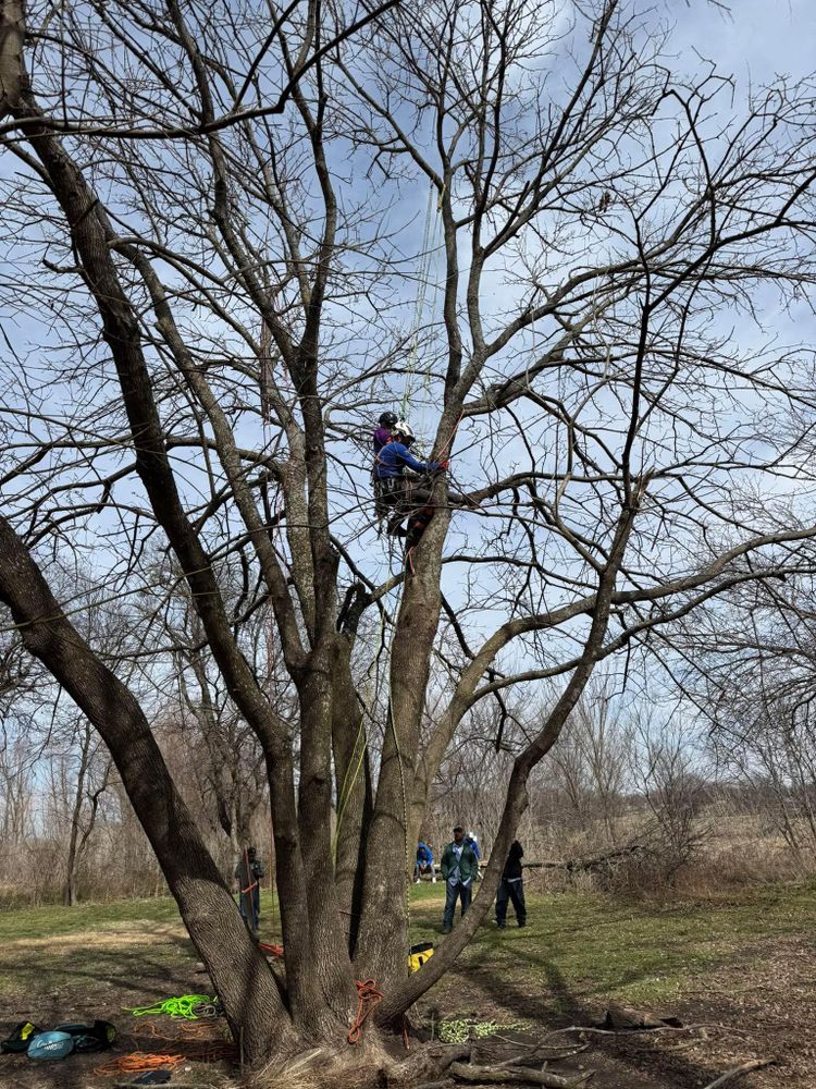 All Photos for Blu-J Tree Care in Arlington, TX