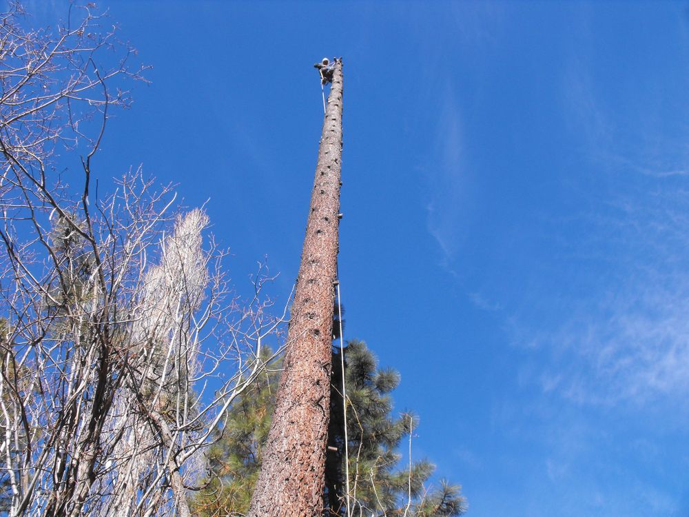 Our professional Tree Removal service safely and efficiently eliminates unwanted trees from your property, enhancing safety, aesthetics, and overall landscape health. Contact us today for a free consultation. for Rockwood Tree Service in Incline Village,  NV