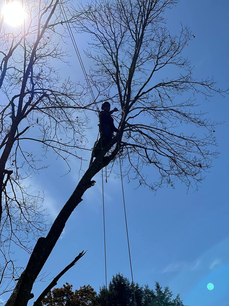 Enhance your property's safety and beauty with our professional Tree Trimming service, expertly shaping and maintaining healthy trees while removing hazardous branches, ensuring optimal growth and aesthetic appeal for your landscape. for Cook&Dye Tree Service in Bristol, VA