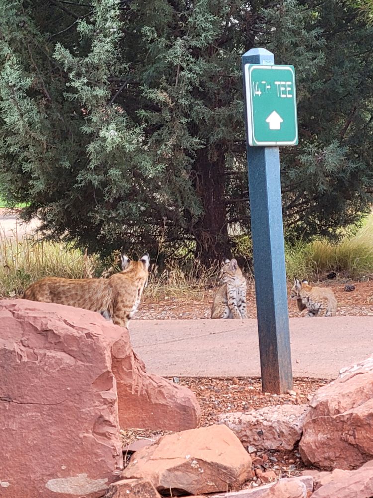 All Photos for Top Notch Construction in Munds Park, AZ