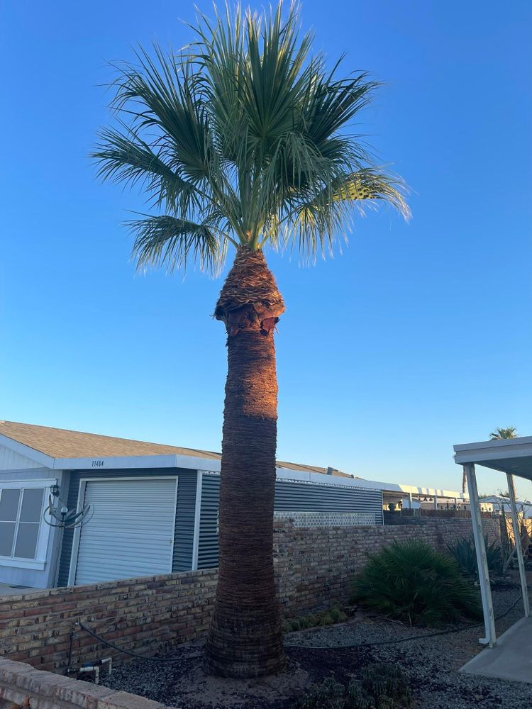 All Photos for Oliver L. Palm & Tree services in Yuma County, AZ