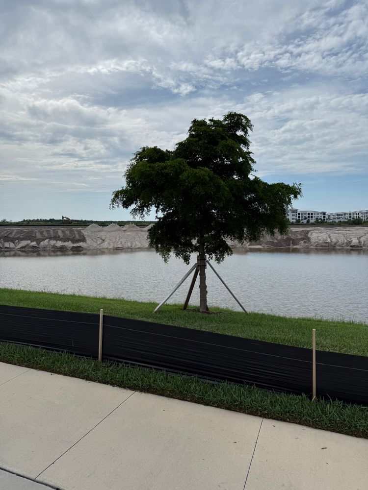 Tree Removal for Damian’s Tree Care in Sarasota, FL