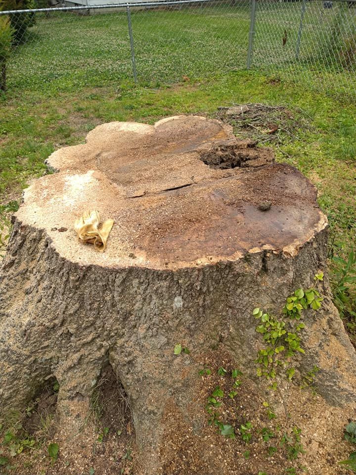 Tree Removal for Scott's Tree Service in Athens, TN