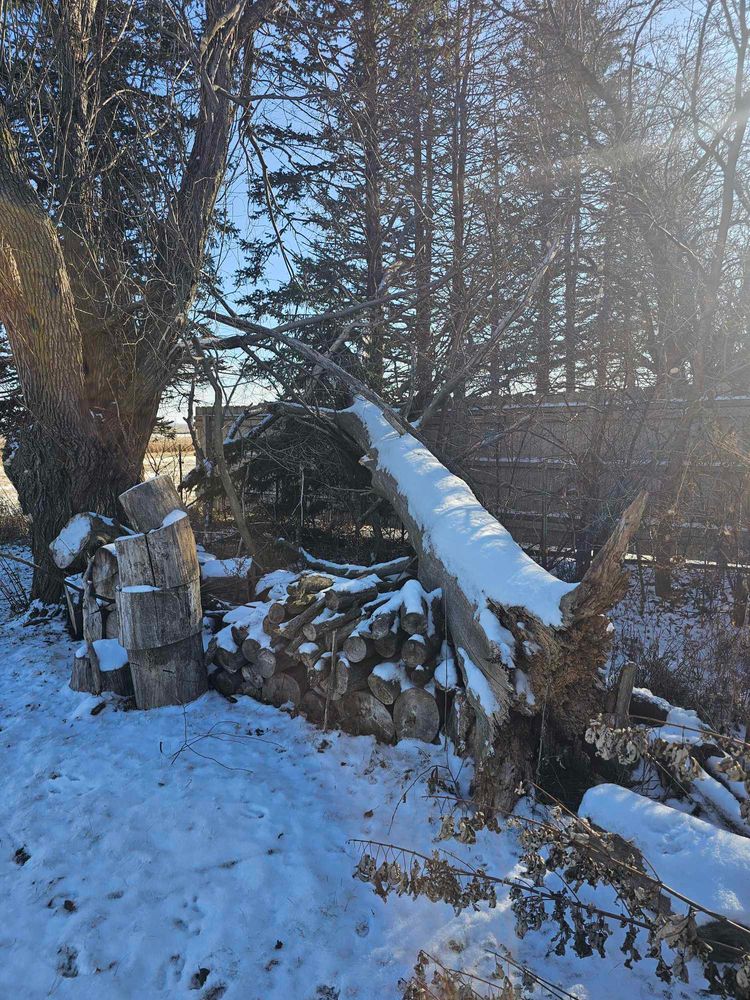 Tree Removal for Tree Tech in Luverne, MN