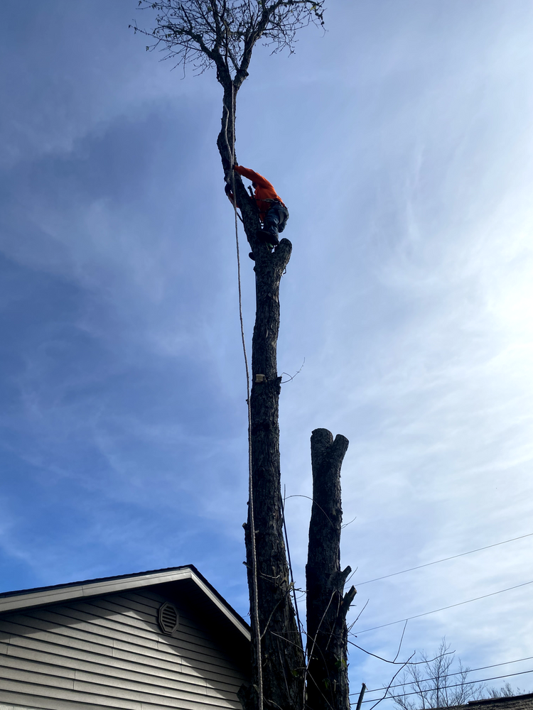 All Photos for Professional Tree Service USA in Chattanooga, TN